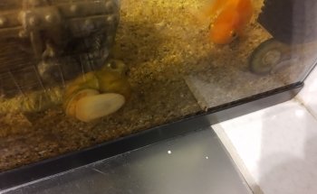 Acuario Betta