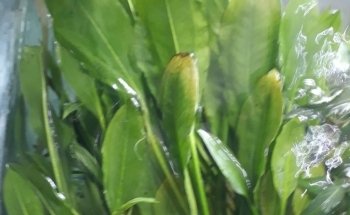 Acuario Betta