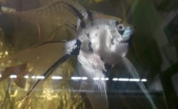 Acuario Betta
