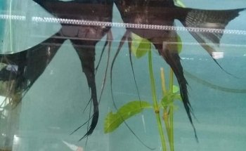 Acuario Betta