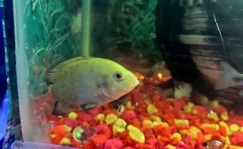 Acuario La Orilla