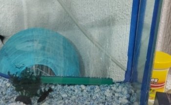 Acuario La Orilla