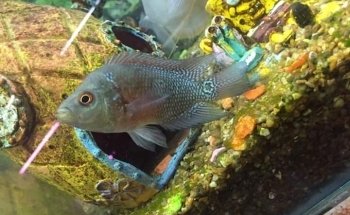 Acuario La Orilla