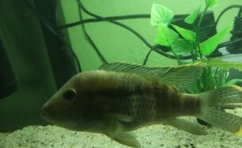 Acuario La Orilla