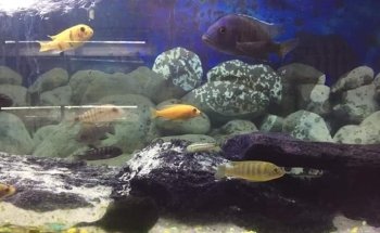 Acuario La Orilla