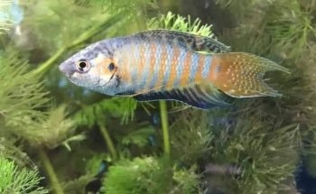 Acuario La Orilla