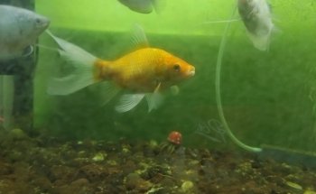 Acuario La Orilla