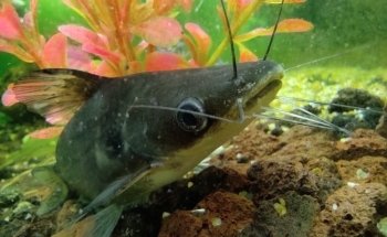 Acuario La Orilla