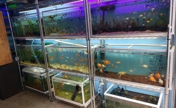 Acuario Mauis