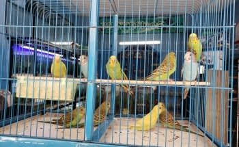 Acuario Mauis