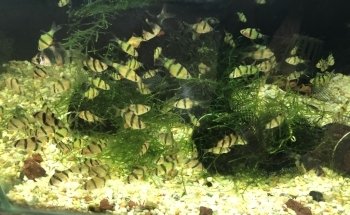 Acuario Mauis