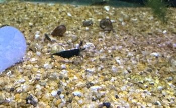 Acuario Mauis