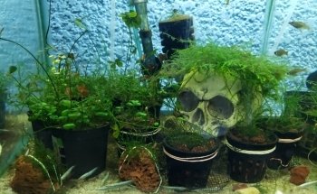 Acuario Mauis