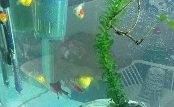 acuario thai