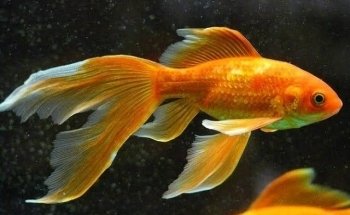acuario thai
