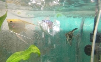 Acuario Thai