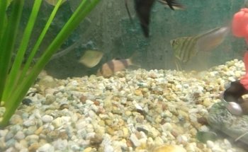 acuario thai