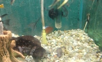 acuario thai
