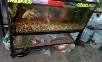 Acuario A y J