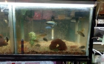 Acuario A y J