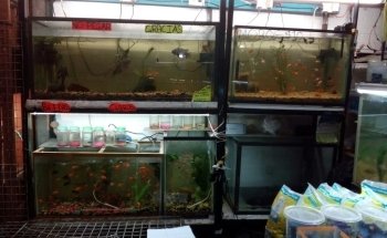 Acuario A y J
