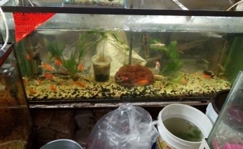 Acuario A y J