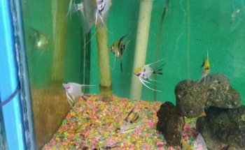 Acuario Fito's