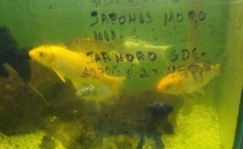 Acuario Fito's