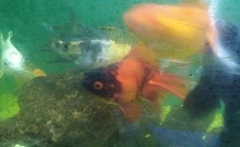 Acuario Fito's