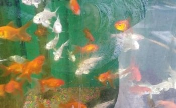 Acuario Fito's