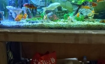 Acuario Fito's