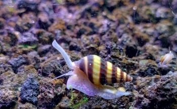 Acuario Fito's
