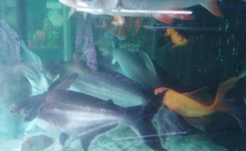 Acuario Fito's
