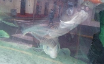 Acuario Fito's