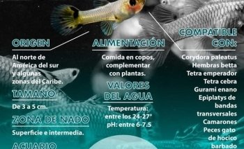 Acuario Ixmiquilpan