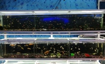Acuario Tiburonsin