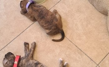 Nogales Pet Store Amantes de Mascotas / AnubisPet Veterinaria