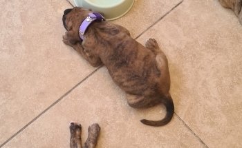 Nogales Pet Store Amantes de Mascotas / AnubisPet Veterinaria