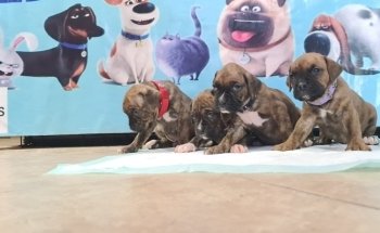 Nogales Pet Store Amantes de Mascotas / AnubisPet Veterinaria