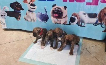 Nogales Pet Store Amantes de Mascotas / AnubisPet Veterinaria