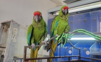 Nogales Pet Store Amantes de Mascotas / AnubisPet Veterinaria