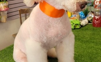 Nogales Pet Store Amantes de Mascotas / AnubisPet Veterinaria