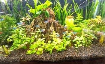 ACUARIO CUSTOM-CICHLIDS