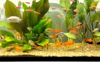 ACUARIO CUSTOM-CICHLIDS