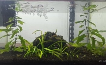 ACUARIO CUSTOM-CICHLIDS