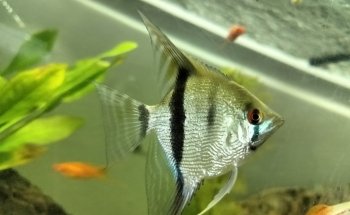 ACUARIO CUSTOM-CICHLIDS