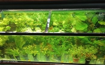 ACUARIO CUSTOM-CICHLIDS