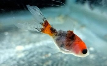 ACUARIO CUSTOM-CICHLIDS