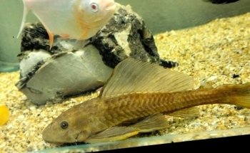 ACUARIO CUSTOM-CICHLIDS