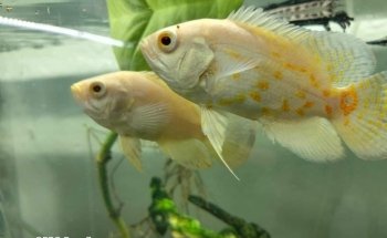 ACUARIO CUSTOM-CICHLIDS